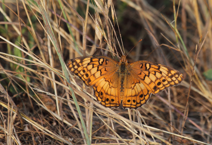 A Variegated Fritillary at Chino Farms, Maryland (6/19/2010). Photo by Bill Hubick.