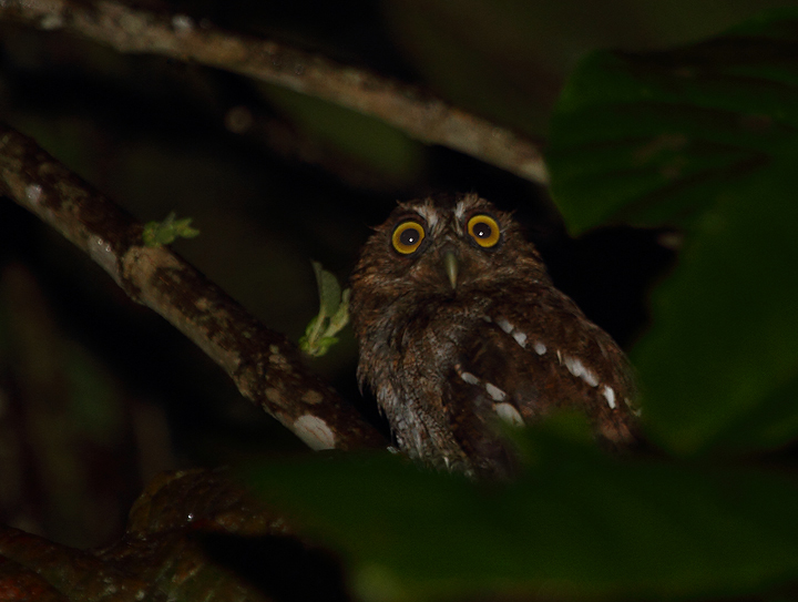 The short trills of the local subspecies of Vermiculated Screech-Owl were common in the foothills around Nusagandi, Panama (August 2010). This individual was calling spontaneously, but flew in quickly to whistled imitations. Photo by Bill Hubick.