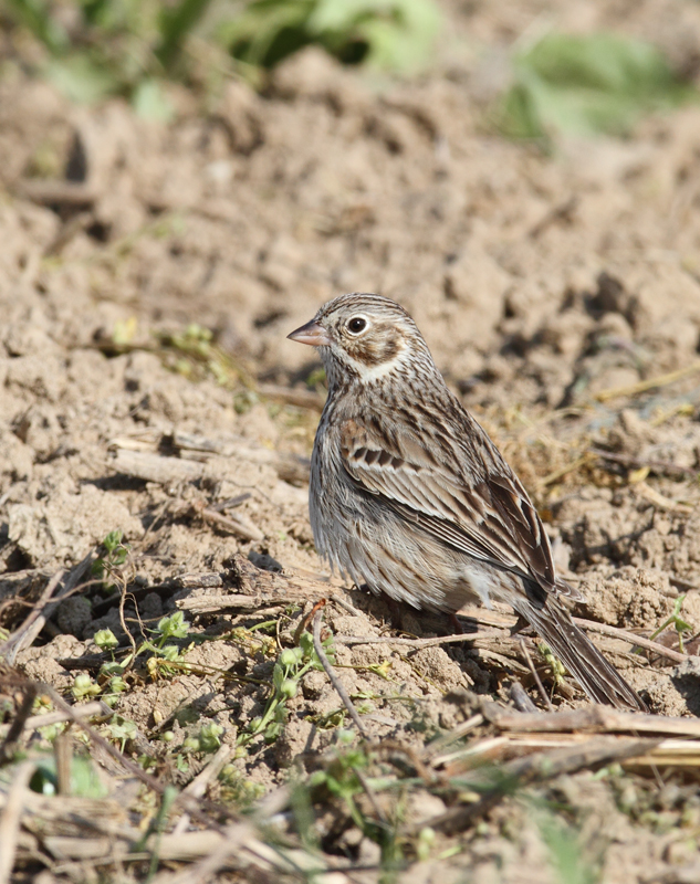 A Vesper Sparrow on territory in rural Caroline Co., Maryland (4/17/2010). Photo by Bill Hubick.