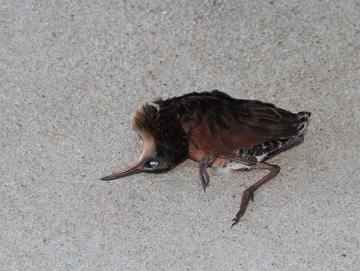 Migration is a harsh tradeoff. This Virginia Rail presumably died on impact from a building strike during nocturnal migration at Point Lookout SP. The silver lining in this case was that Mikey Lutmerding collected the well-preserved specimen to donate to the Smithsonian Institute. Click for larger image/more details. Photo by Bill Hubick.