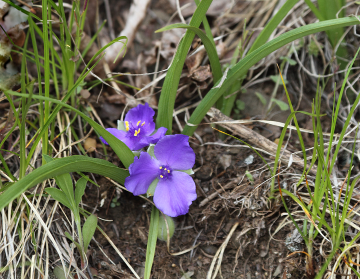 Virginia Spiderwort (<em>Tradescantia virginiana</em>) blooming in Green Ridge State Forest, Maryland (4/24/2010). Photo by Bill Hubick.