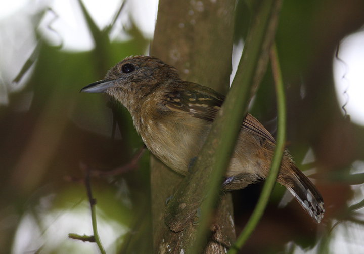 Western Slaty-Antshrikes were a common rainforest species in central Panama. Their call, reminiscent of a car trying to start and finally catching, was one of the main sounds of the forests we visited (Panama, July 2010). Photo by Bill Hubick.