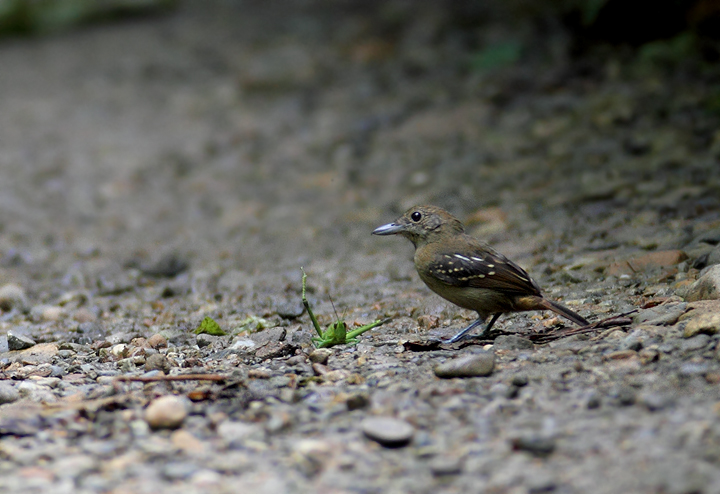 A female Western Slaty-Antshrike executes a successful attack run on Pipeline Road, Panama (August 2010). Photo by Bill Hubick.