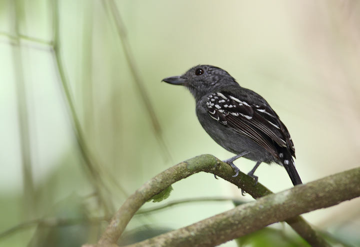 Western Slaty-Antshrikes were a common rainforest species in central Panama. Their call, reminiscent of a car trying to start and finally catching, was one of the main sounds of the forests we visited (Panama, July 2010). Photo by Bill Hubick.