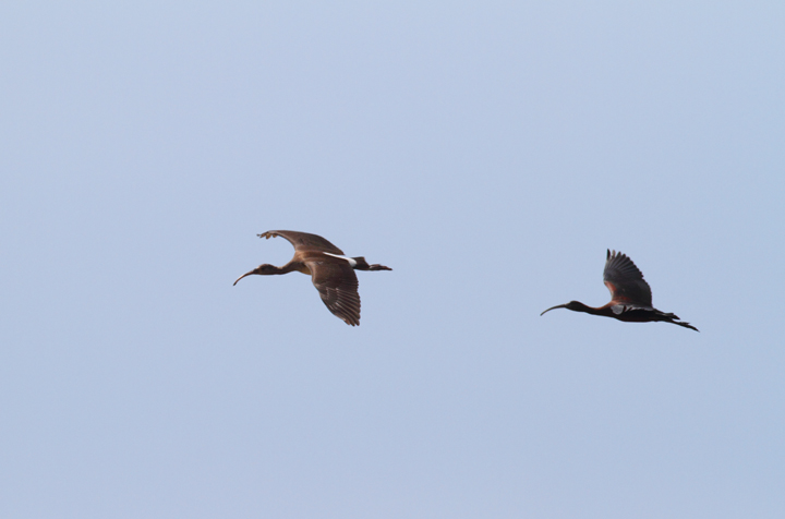 A White Ibis flies in with a Glossy Ibis at Truitt's Landing, Maryland (7/31/2010). A nice find by Jim Stasz. Photo by Bill Hubick.