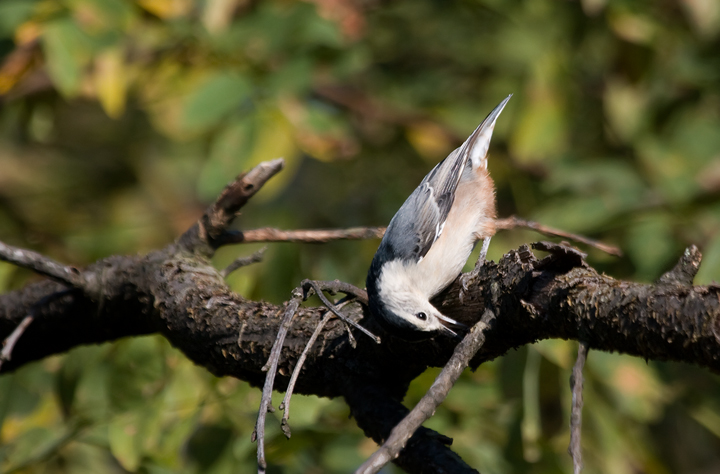 A White-breasted Nuthatch forages at Blairs Valley, Washington Co., Maryland (10/3/2009).