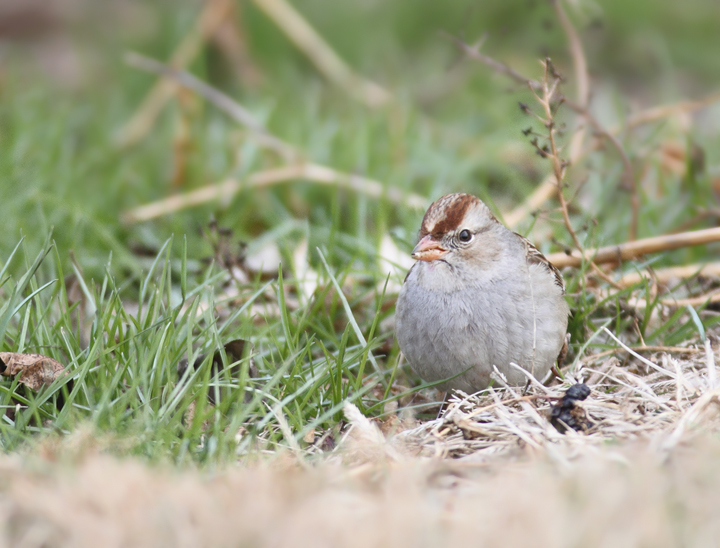 Immature White-crowned Sparrows at Remington Farms, Kent Co., Maryland (12/20/2010). Photo by Bill Hubick.