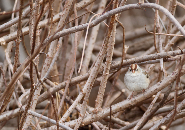 Immature White-crowned Sparrows at Remington Farms, Kent Co., Maryland (12/20/2010). Photo by Bill Hubick.