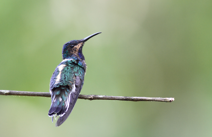 An immature White-necked Jacobin - very cool plumage (Panama, July 2010). Photo by Bill Hubick.