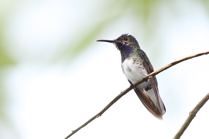 An immature White-necked Jacobin - very cool plumage (Panama, July 2010). Photo by Bill Hubick.