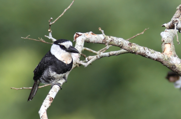 A White-necked Puffbird in the canopy in the early morning (Panama, July 2010). Photo by Bill Hubick.