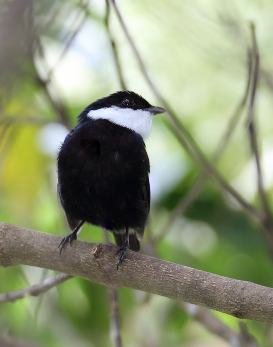 This White-ruffed Manakin favored a couple flowering trees near my hut at Burbayar Lodge, Panama (July 2010). Photo by Bill Hubick.