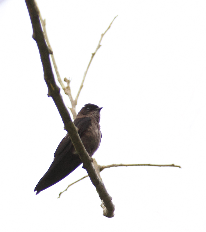 A White-thighed Swallow, which is very local here at the northern edge of its range (near El Valle, Panama, 7/13/2010). Photo by Bill Hubick.