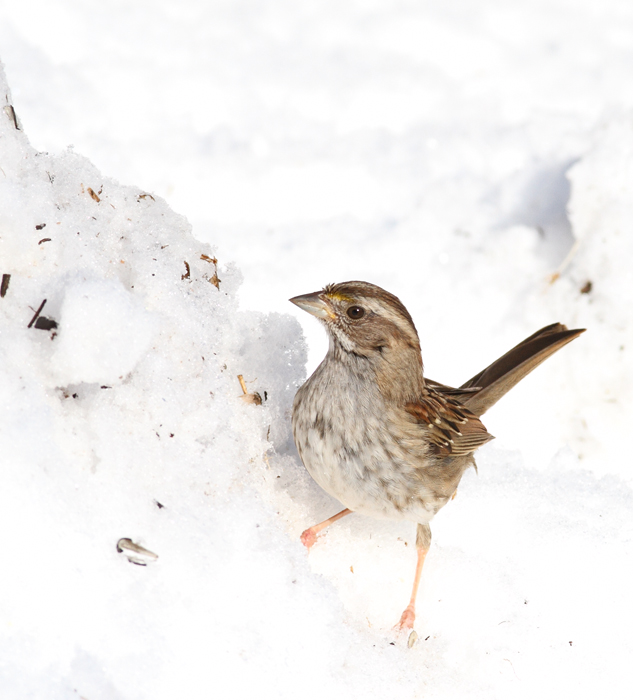 An especially drab and poorly marked White-throated Sparrow, probably a hatch-year female, in Anne Arundel Co., Maryland (12/20/2009). 