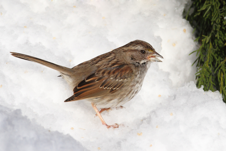 An especially drab and poorly marked White-throated Sparrow, probably a hatch-year female, in Anne Arundel Co., Maryland (12/20/2009). 