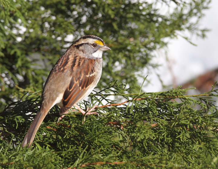 An adult White-throated Sparrow in our yard in Anne Arundel Co., Maryland (12/20/2009).