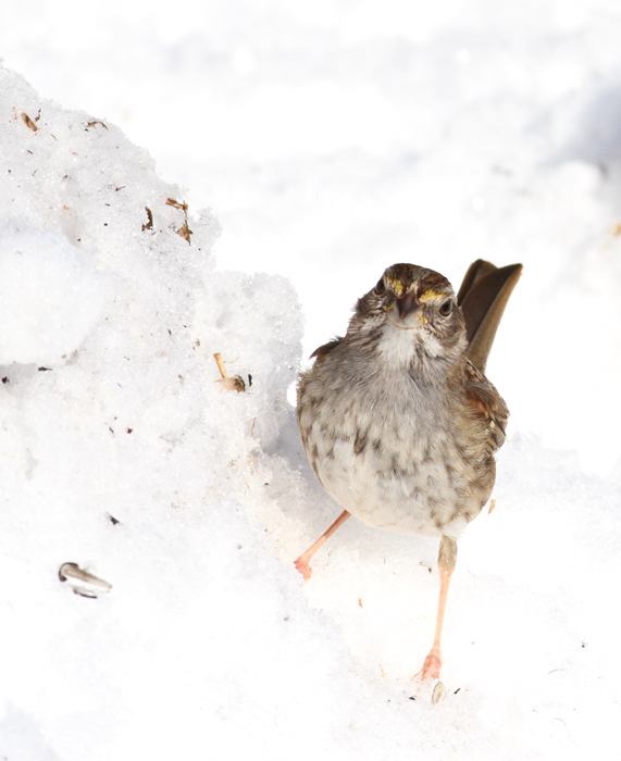 An especially drab and poorly marked White-throated Sparrow, probably a hatch-year female, in Anne Arundel Co., Maryland (12/20/2009). 