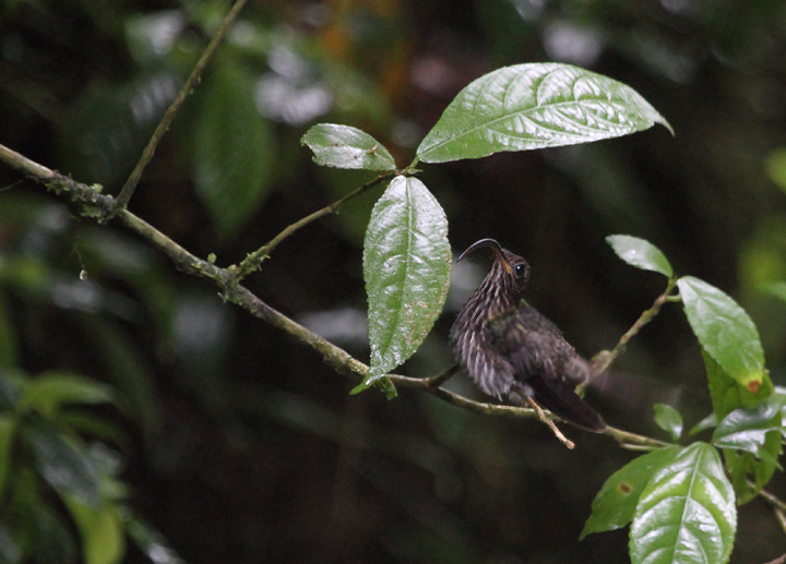 A White-tipped Sicklebill settling down to roost near El Valle, Panama. This photo was taken near dusk without flash to avoid disturbing the bird. Photo by Bill Hubick.