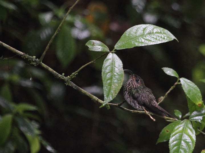 A White-tipped Sicklebill settling down to roost near El Valle, Panama. This photo was taken near dusk without flash to avoid disturbing the bird. Photo by Bill Hubick.