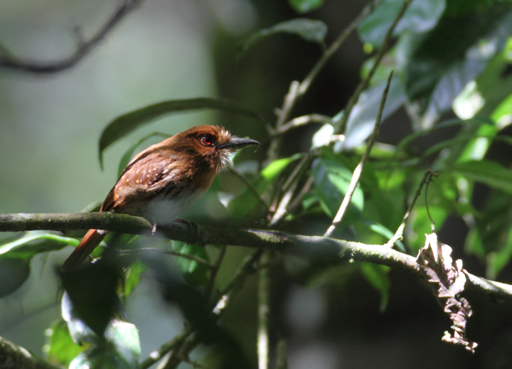 A distant White-whiskered Puffbird (Panama, July 2010). Photo by Bill Hubick.