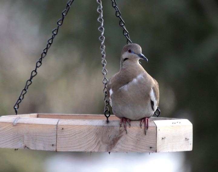 A White-winged Dove in Frederick Co., Maryland (1/2011). This is about the 10th record of this species ever in Maryland. Thanks to Esther Smith and her community for their hospitality  to the bird and to Maryland's birding community. Photo by Bill Hubick.