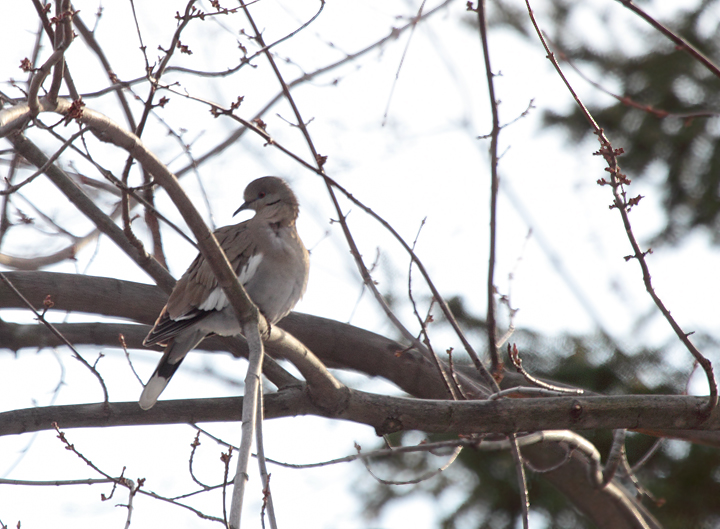 A White-winged Dove in Frederick Co., Maryland (1/2011). This is about the 10th record of this species ever in Maryland. Thanks to Esther Smith and her community for their hospitality  to the bird and to Maryland's birding community. Photo by Bill Hubick.