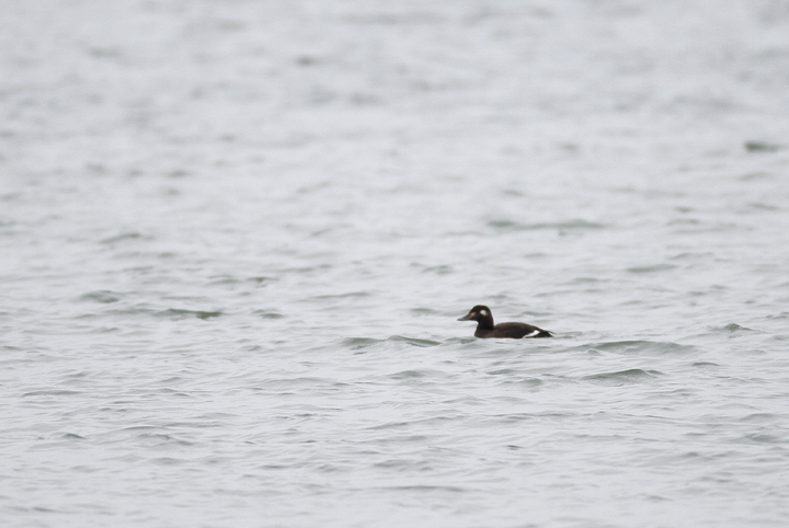 A White-winged Scoter off Assateague Island, Maryland (11/15/2009).