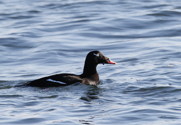 White-winged Scoters at the Ocean City Inlet, Maryland (1/9/2010). A party of actively feeding Surf Scoters in the background. Photo by Bill Hubick.