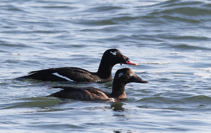 White-winged Scoters at the Ocean City Inlet, Maryland (1/9/2010). A party of actively feeding Surf Scoters in the background. Photo by Bill Hubick.