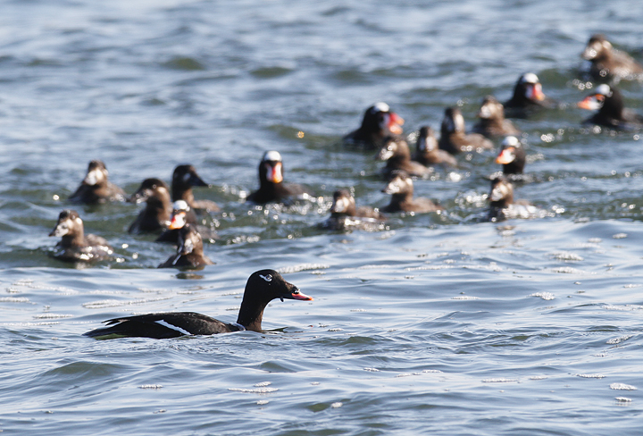 White-winged Scoters at the Ocean City Inlet, Maryland (1/9/2010). A party of actively feeding Surf Scoters in the background. Photo by Bill Hubick.