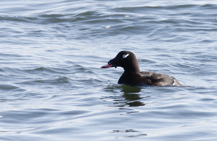 White-winged Scoters at the Ocean City Inlet, Maryland (1/9/2010). A party of actively feeding Surf Scoters in the background. Photo by Bill Hubick.