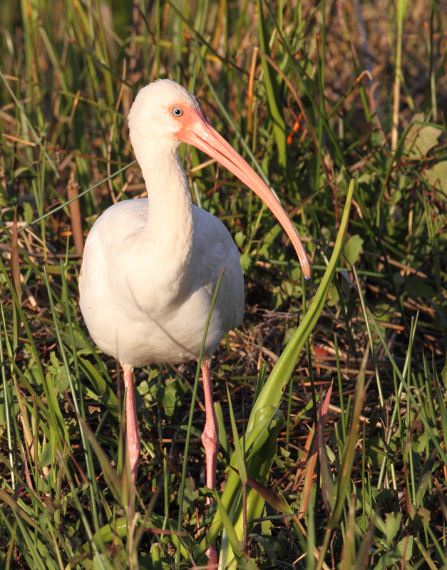 A White Ibis at the Anhinga Trail in the Everglades (2/26/2010). Photo by Bill Hubick.