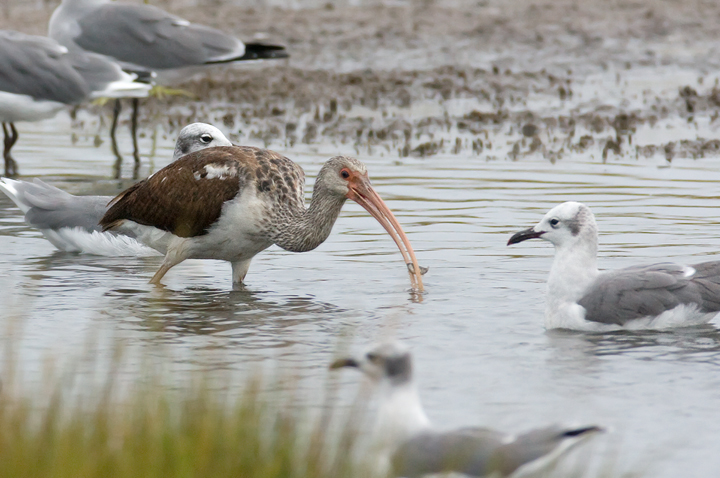 White Ibis in Maryland