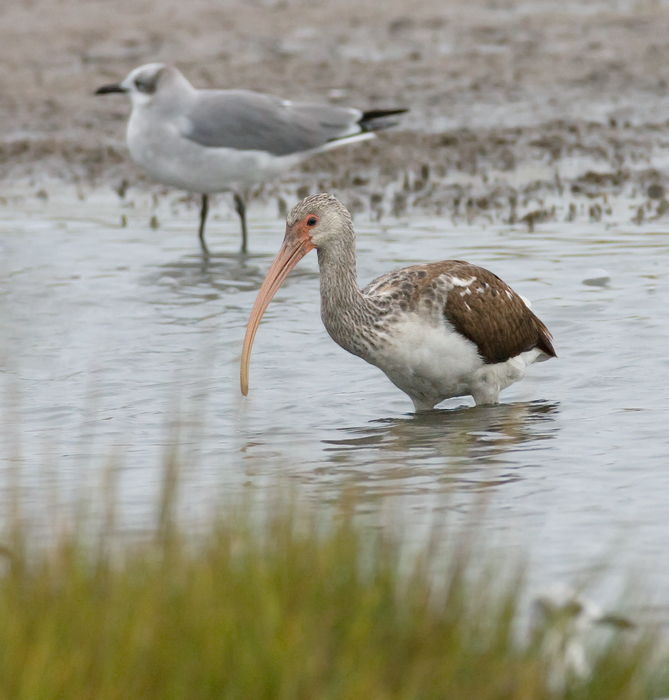 White Ibis in Maryland