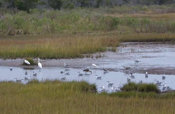 White Ibis in Maryland