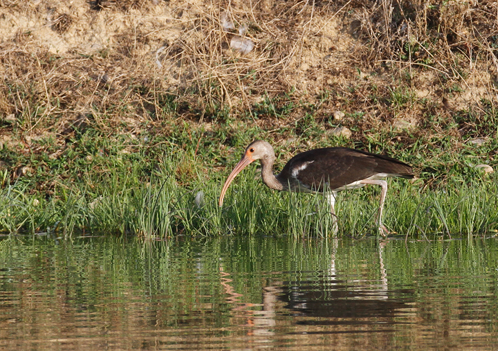 An immature White Ibis in Washington Co., Maryland (7/24/2010).<br /> Jim Green found this excellent first county record. Photo by Bill Hubick.