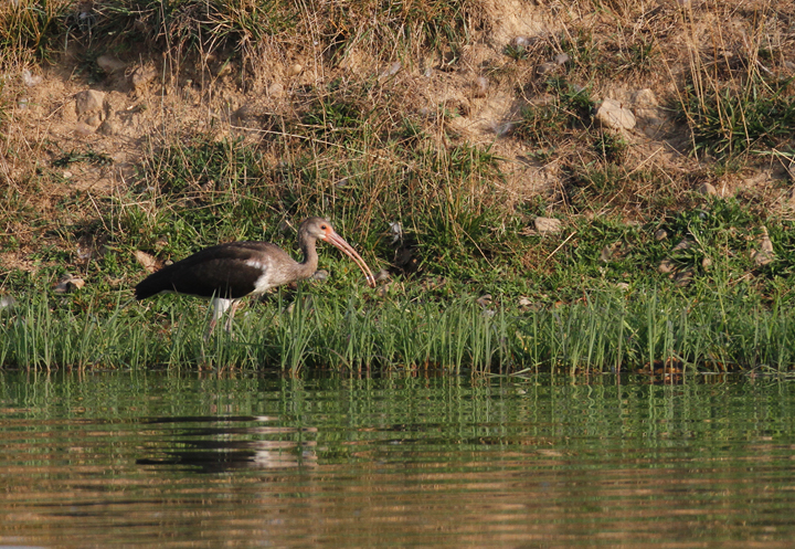 An immature White Ibis in Washington Co., Maryland (7/24/2010).<br /> Jim Green found this excellent first county record. Photo by Bill Hubick.