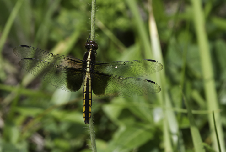 A female Widow Skimmer in Garrett Co., Maryland (6/12/2011). Photo by Bill Hubick.