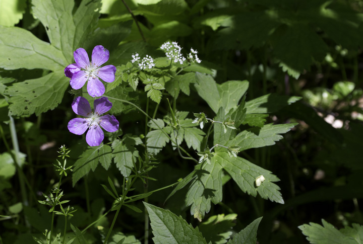 Wild Geranium in Garrett Co., Maryland (5/21/2011). Photo by Bill Hubick.