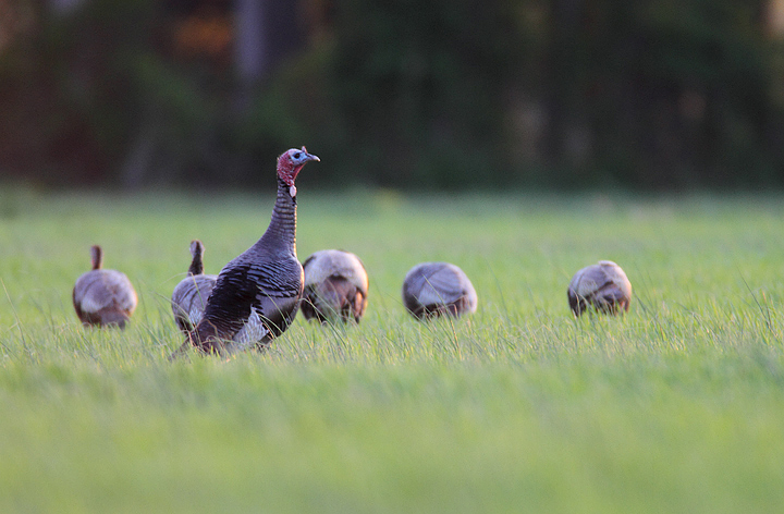 Wild Turkeys feeding at dusk in a field in Talbot Co., Maryland (4/17/2010). Photo by Bill Hubick.