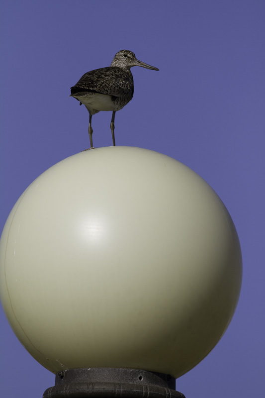 An Eastern Willet surveys his domain from an unconvential perch in Ocean City, Maryland (5/11/2011). The perch is a lightpost in the Shantytown park-and-ride. Photo by Bill Hubick.