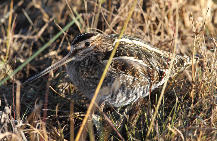 A Wilson's Snipe well-camouflaged on Assateague Island, Maryland (11/12/2010). Photo by Bill Hubick.