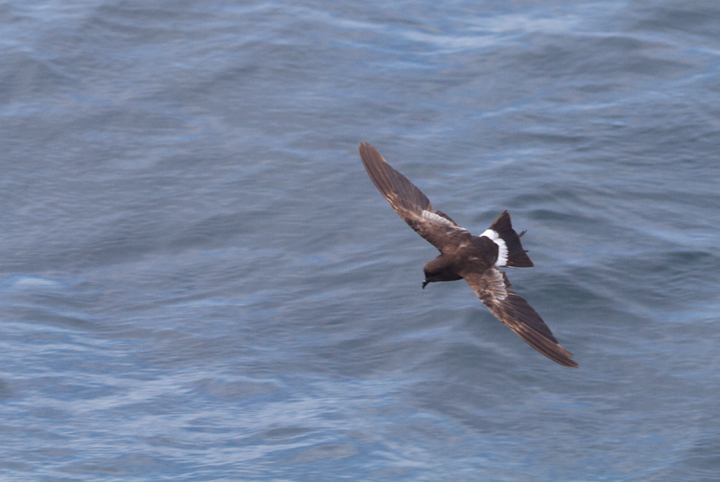 A molting Wilson's Storm-Petrel that made several close passes around the Judith M. Jim Stasz complained when I leaped up from a Bonine-induced stupor to snap this shot and then sat back down and closed my eyes. Some primal part of my brain takes over when seabirds need to be photographed. I spend as much time fighting against seasickness medicine as fighting seasickness. Photo by Bill Hubick.