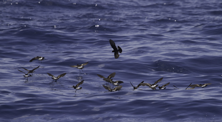 Wilson's Storm Petrels "dancing" as they forage off Cape Hatteras, North Carolina (5/29/2011). In the second image, note the yellow webbing between the toes! Photo by Bill Hubick.