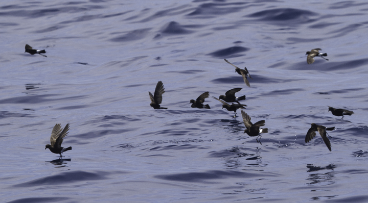 A collection of Wilson's Storm-Petrel images from off Cape Hatteras, North Carolina (5/28/2011). Photo by Bill Hubick.