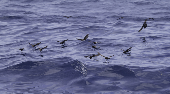 A collection of Wilson's Storm-Petrel images from off Cape Hatteras, North Carolina (5/28/2011). Photo by Bill Hubick.