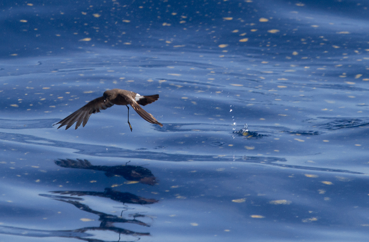 A collection of Wilson's Storm-Petrel images from off Cape Hatteras, North Carolina (5/28/2011). Photo by Bill Hubick.