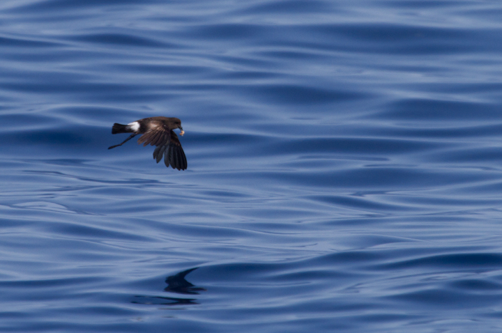 A collection of Wilson's Storm-Petrel images from off Cape Hatteras, North Carolina (5/28/2011). Photo by Bill Hubick.