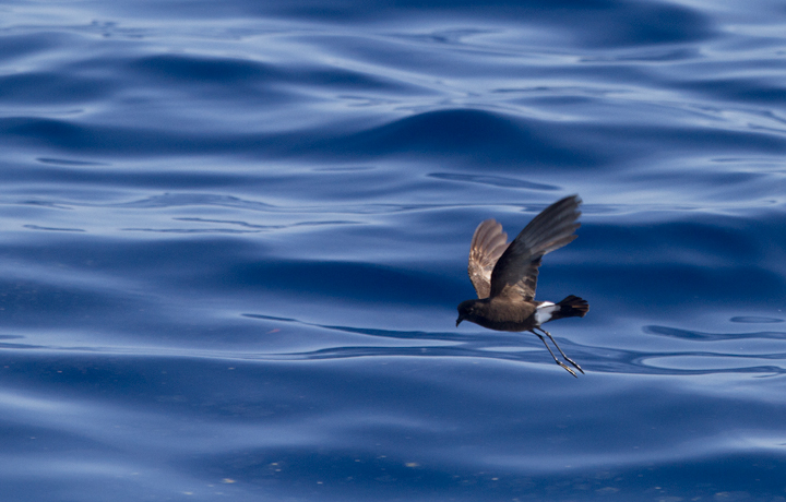 A collection of Wilson's Storm-Petrel images from off Cape Hatteras, North Carolina (5/28/2011). Photo by Bill Hubick.