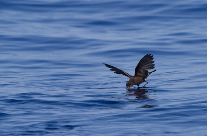 A collection of Wilson's Storm-Petrel images from off Cape Hatteras, North Carolina (5/28/2011). Photo by Bill Hubick.